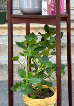 Încarcă imaginea în vizualizatorul Galerie, Suport Thonet pentru plante sau obiecte decorative, cca. anii ‘50
