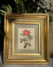 Încarcă imaginea în vizualizatorul Galerie, Tablou vintage - Botanic
