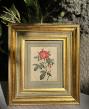 Încarcă imaginea în vizualizatorul Galerie, Tablou vintage - Botanic
